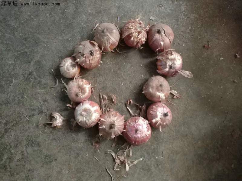 唐菖蒲種球