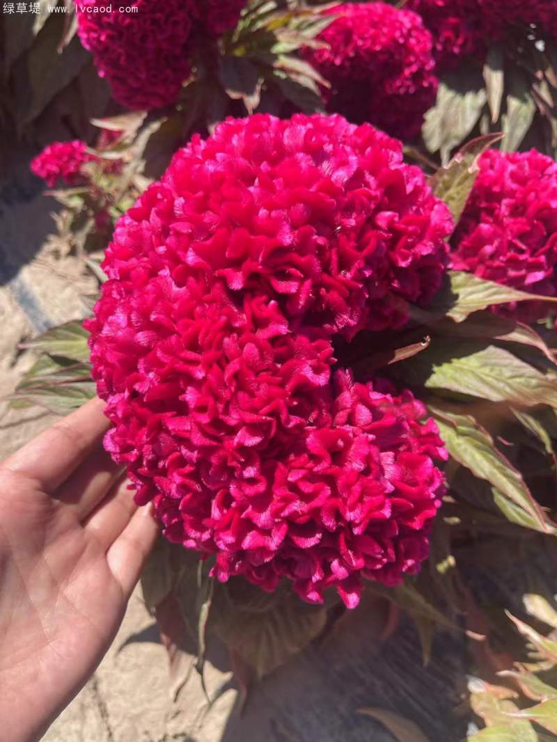 雞冠花