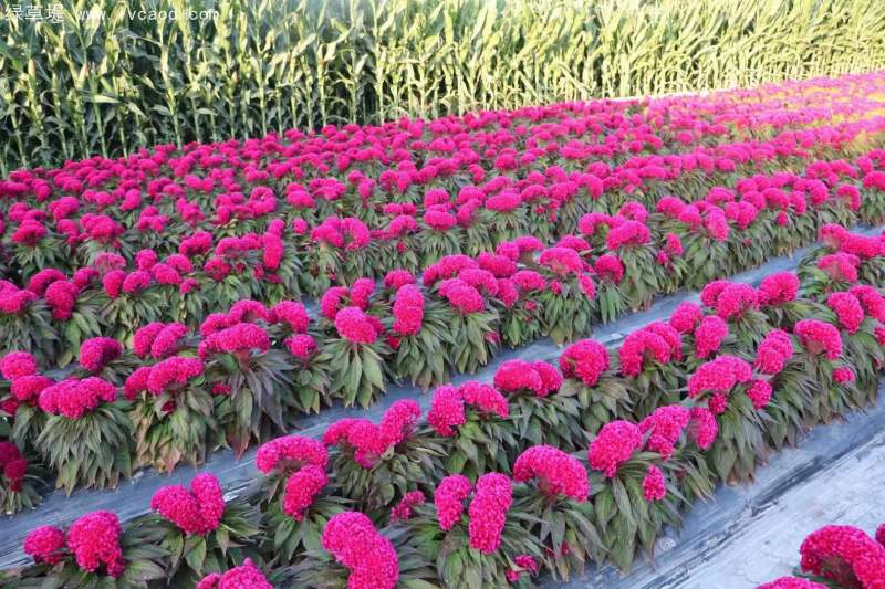 雞冠花