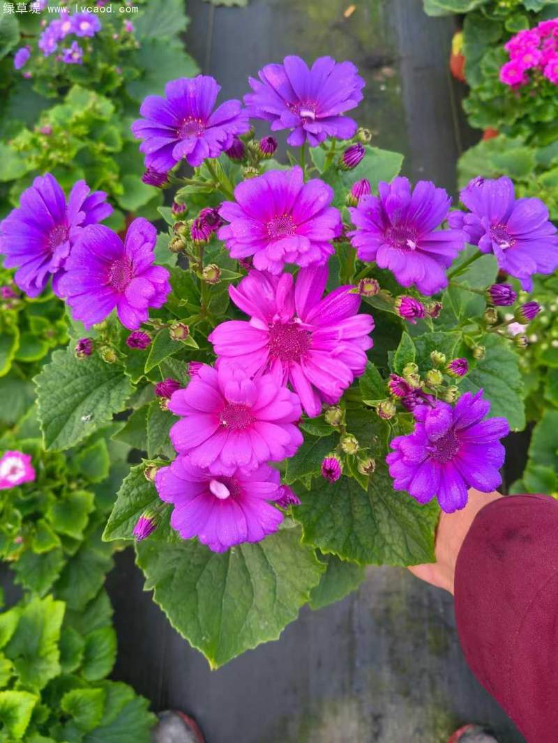 瓜葉菊