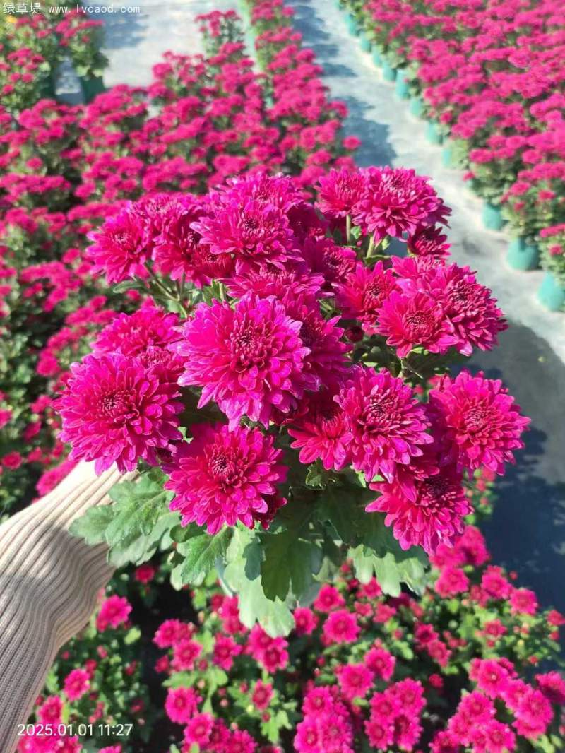 荷蘭菊盆栽