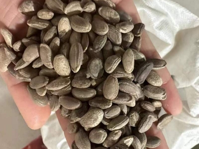 瓜蔞種子