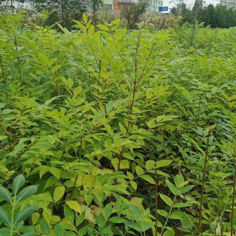 黃柏樹苗小苗