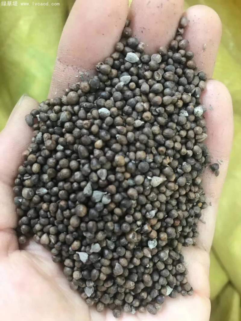 黃荊種子