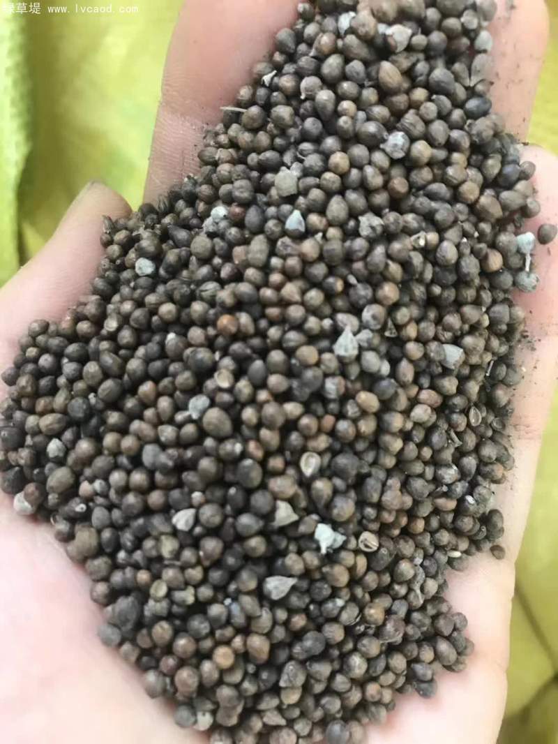 黃荊種子