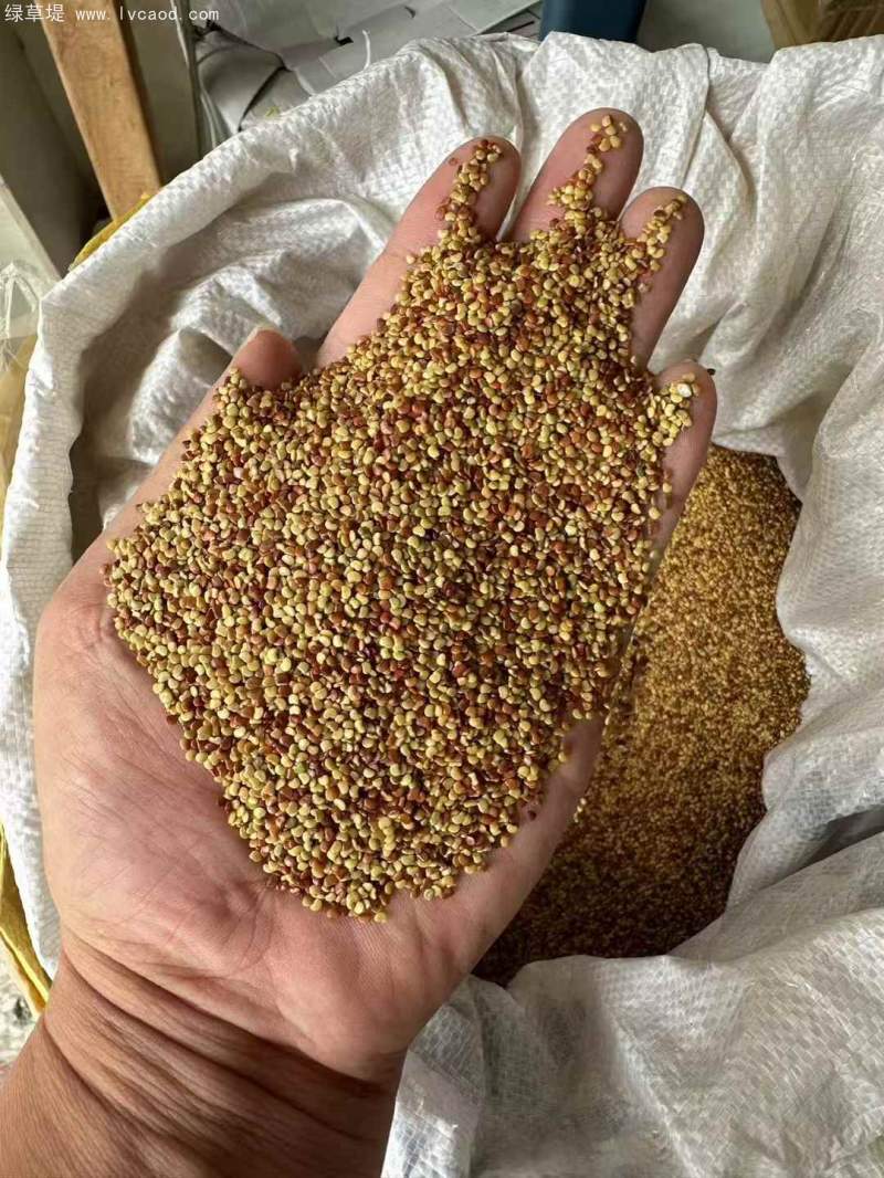金錢草種子