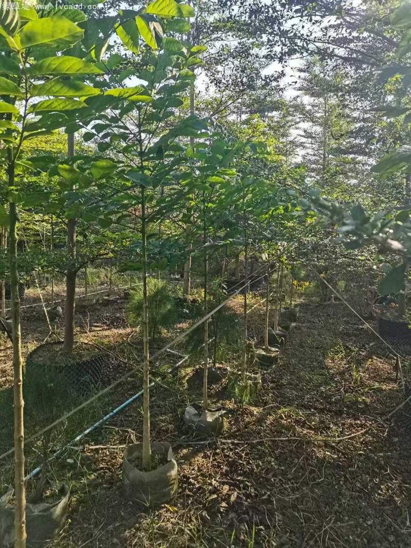火焰木樹苗