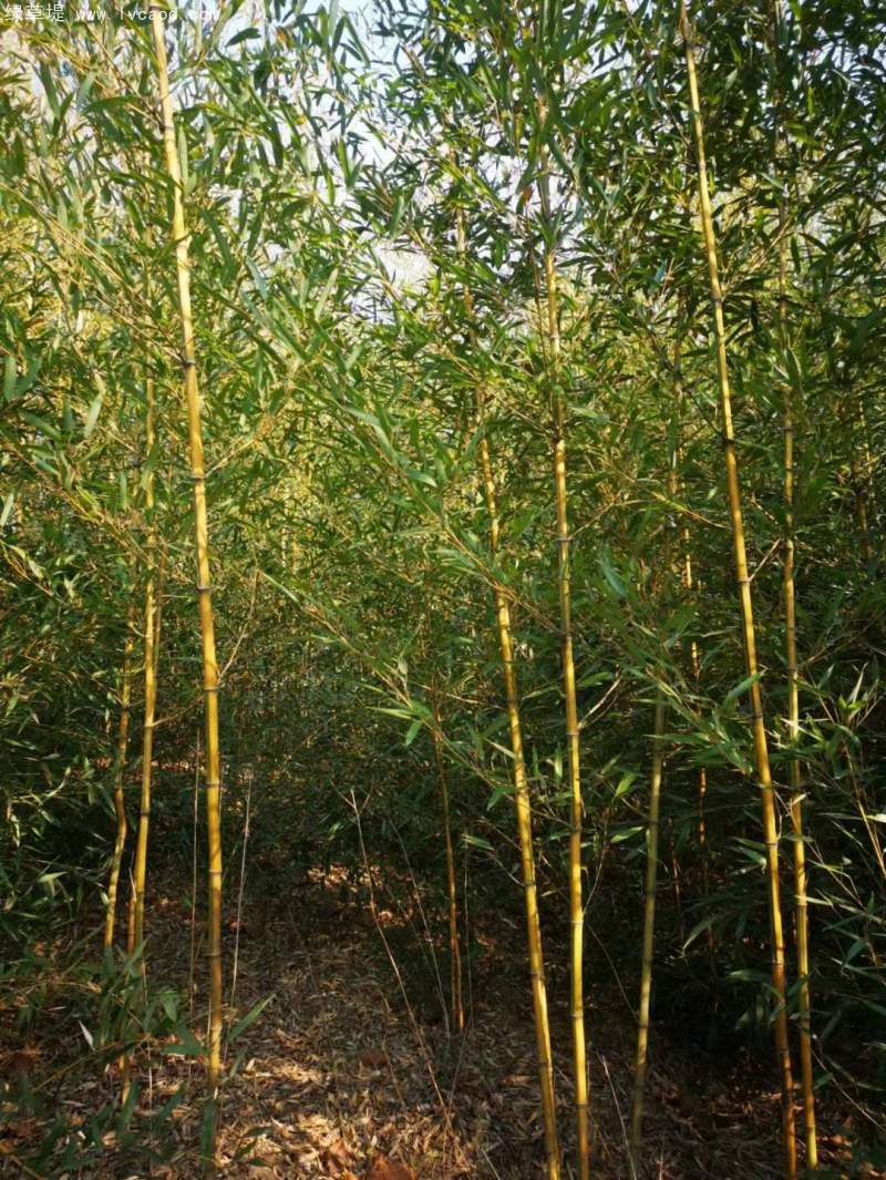 剛竹竹子竹苗