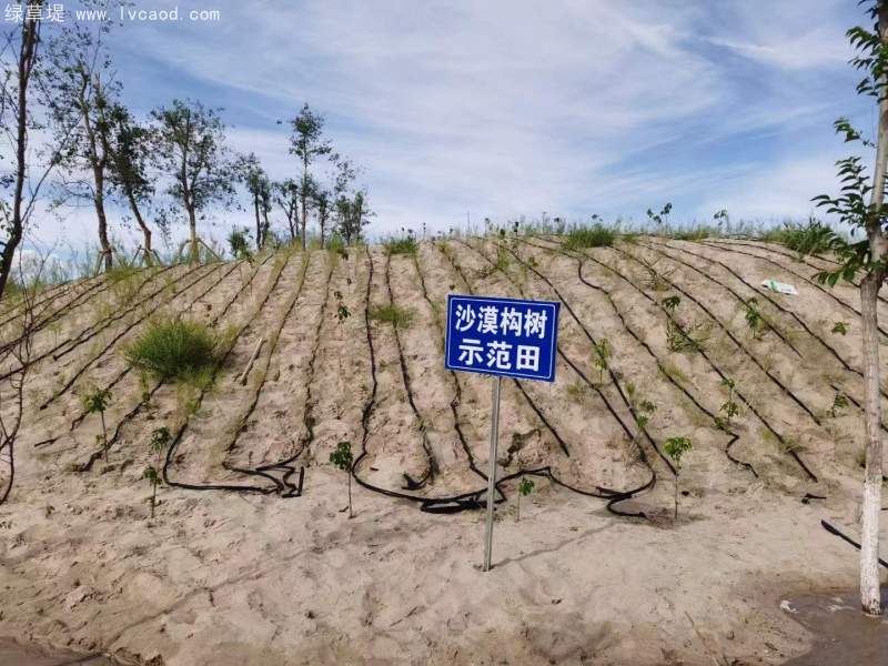 構(gòu)樹治理沙漠
