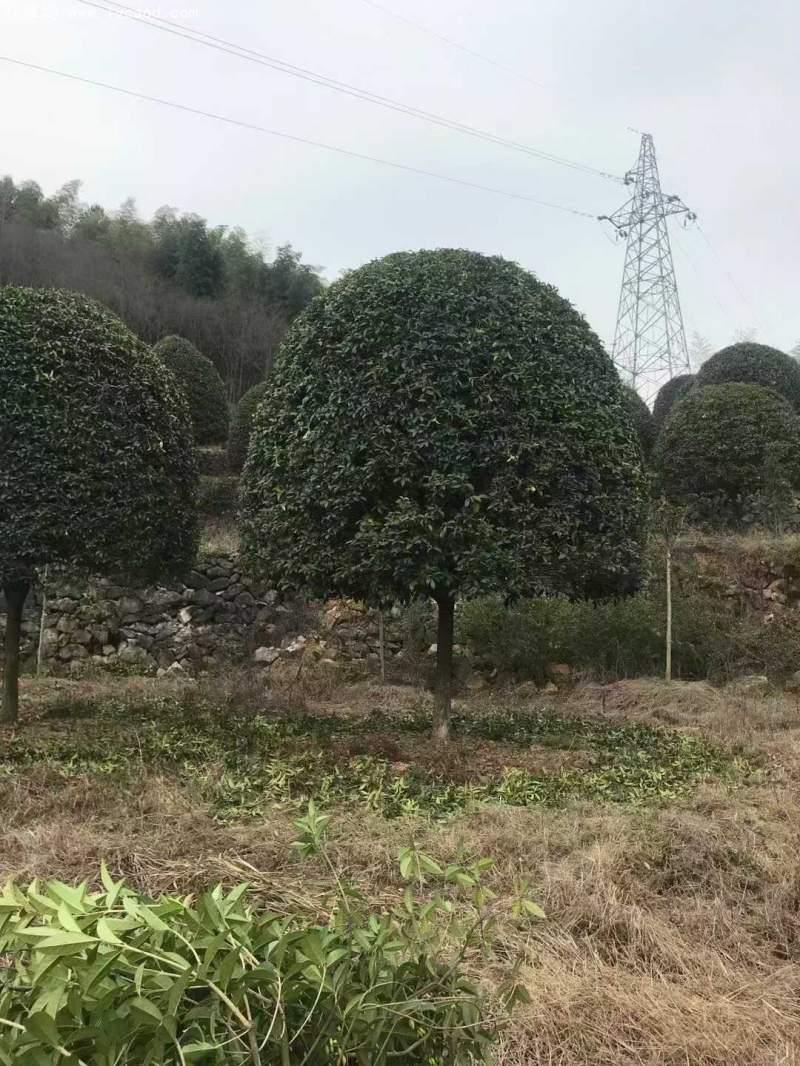 桂花樹