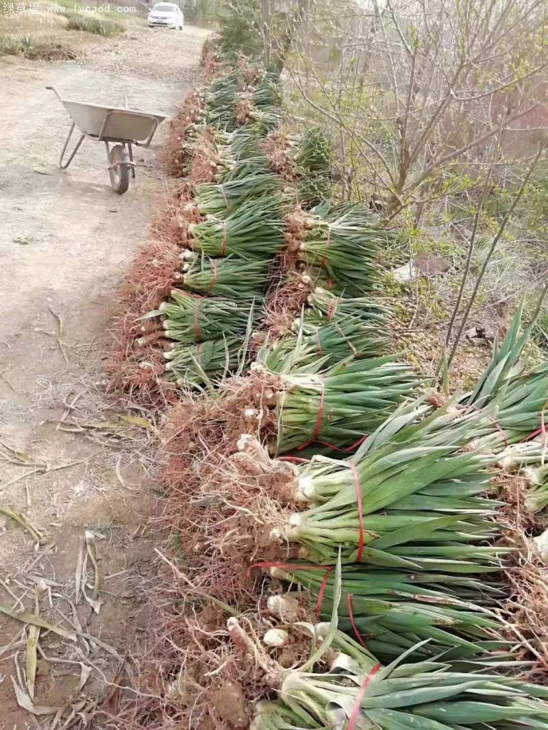 劍麻