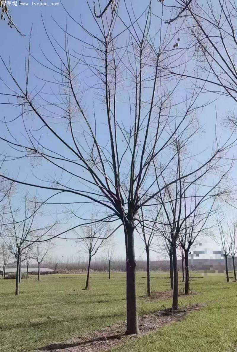苦楝樹