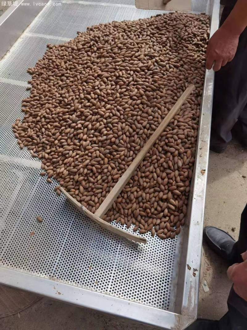 香榧種子