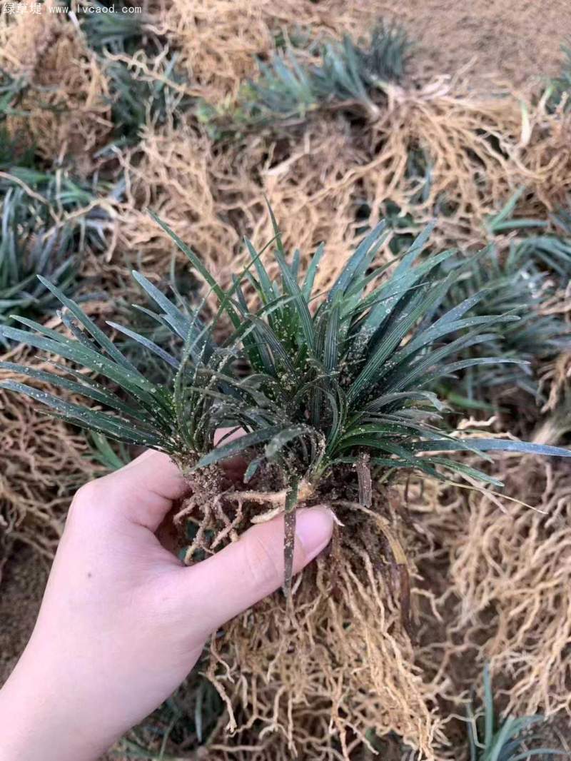 玉龍草