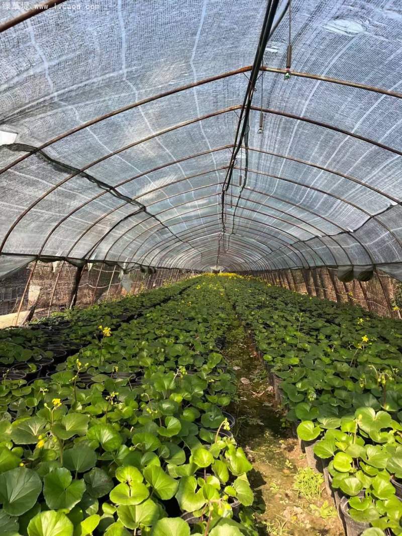 大吳鳳草開花狀態