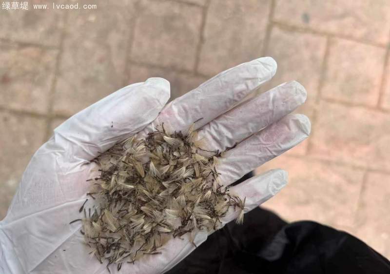 大吳鳳草種子