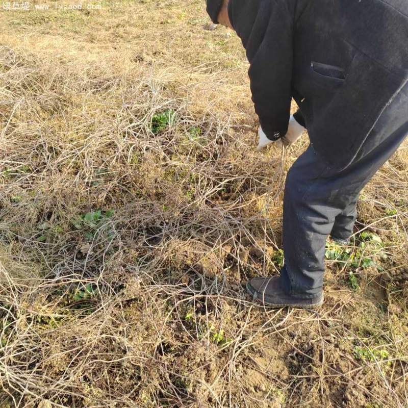 爬山虎苗