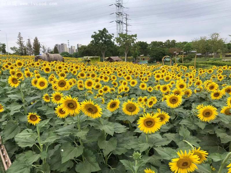 向日葵花海