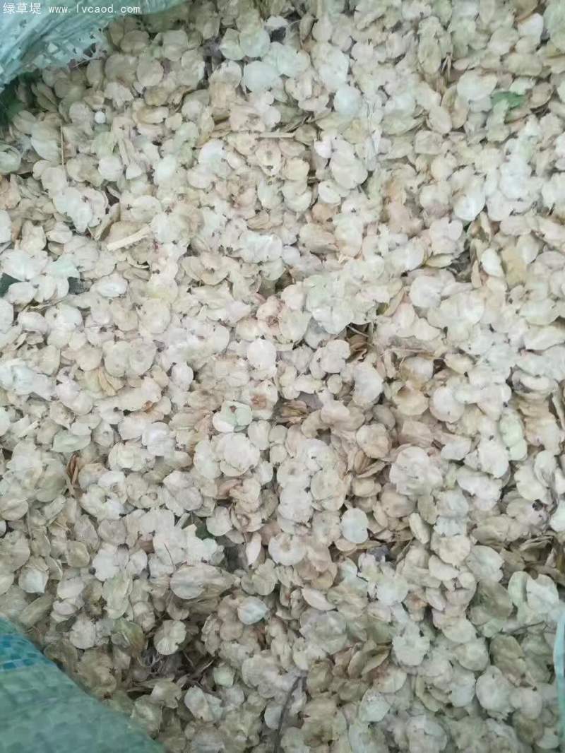 榆樹種子