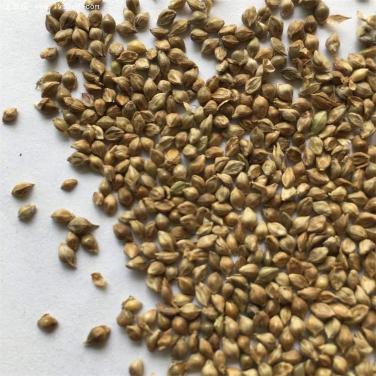 小米草種子