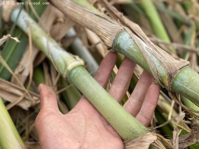 皇竹草種節(jié)