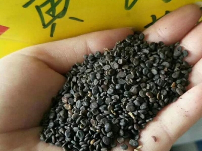 黃芪種子