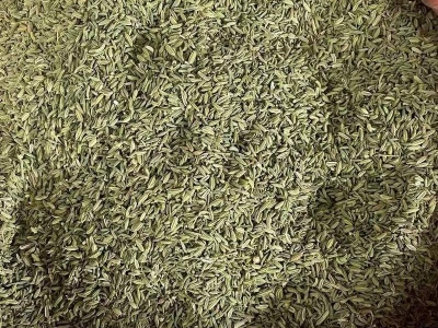 茴香種子