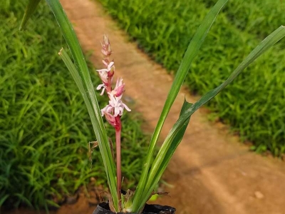 吉祥草