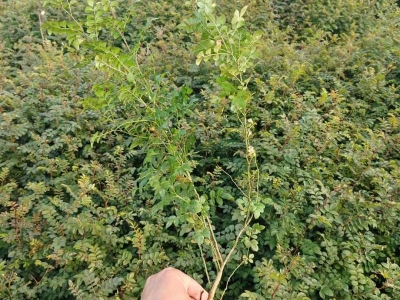黃刺玫