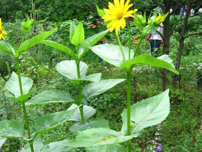 串葉松香草