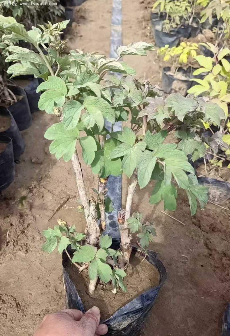 牡丹樹苗盆栽