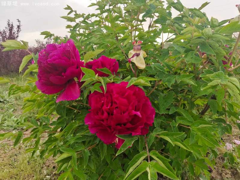 牡丹花