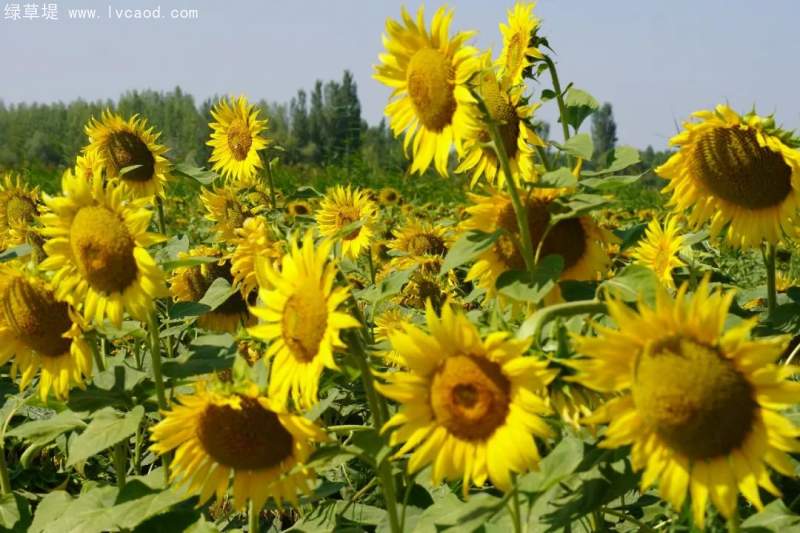 油葵花朵花盤