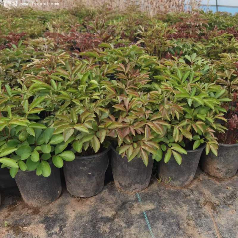 芍藥盆栽