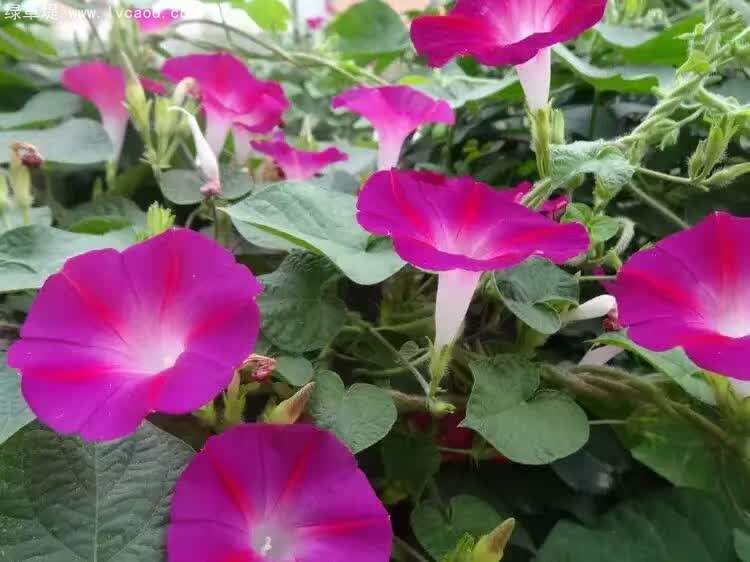 喇叭花