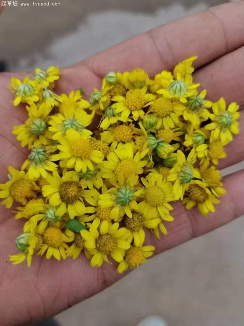 野菊花野甘菊