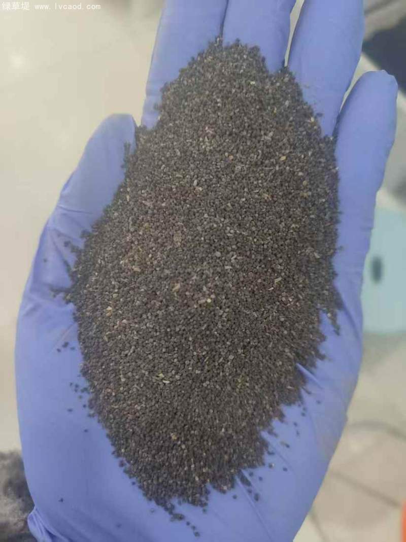 金魚草種子