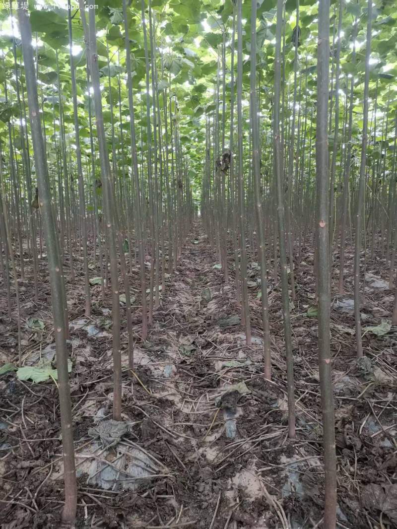 泡桐樹苗