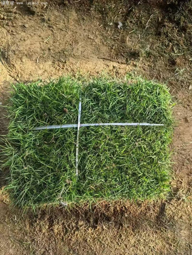 馬尼拉草坪