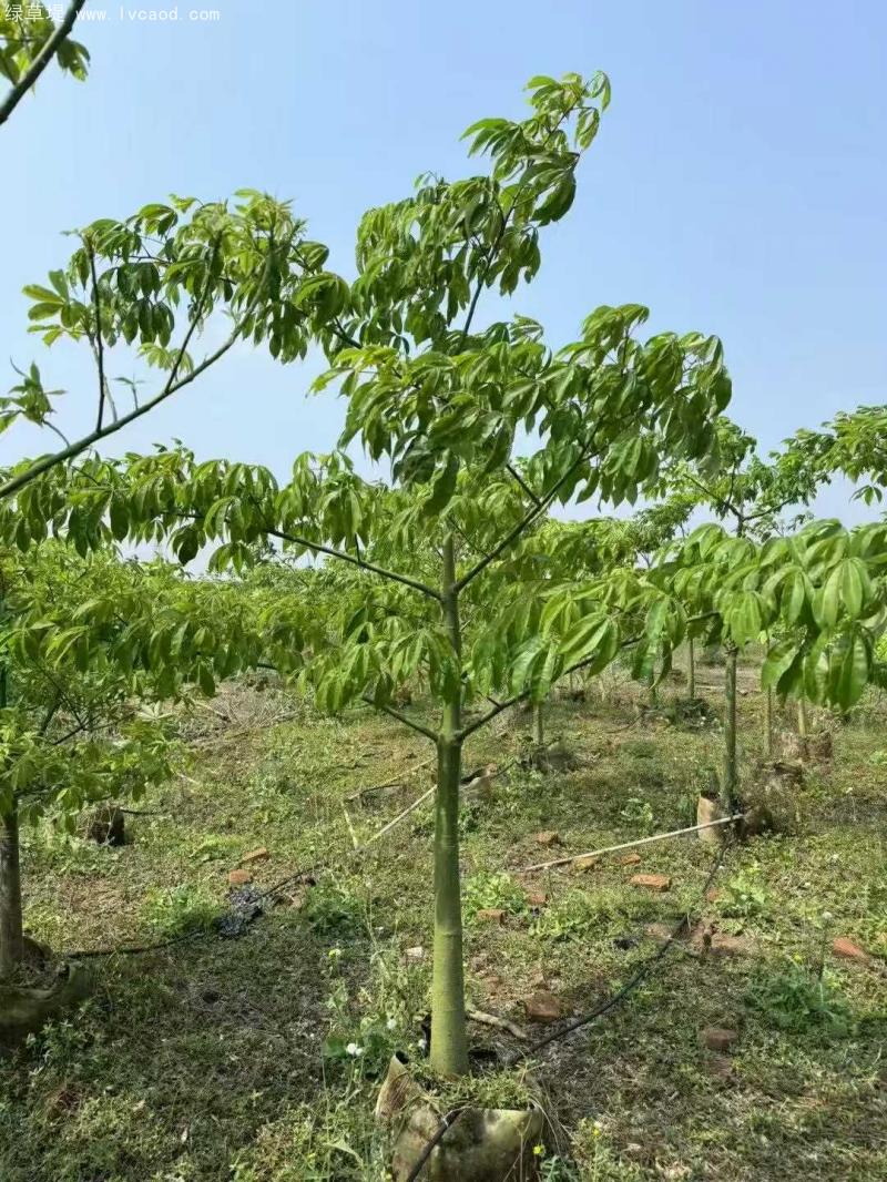 木棉樹苗