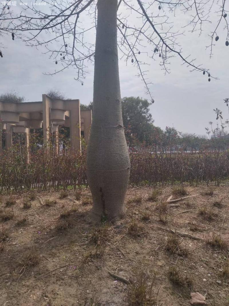 木棉樹樹桿