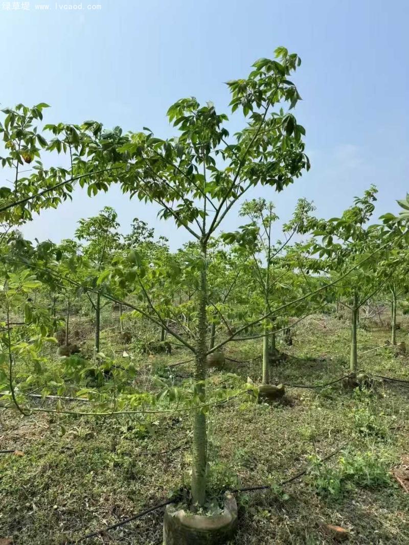 木棉樹苗