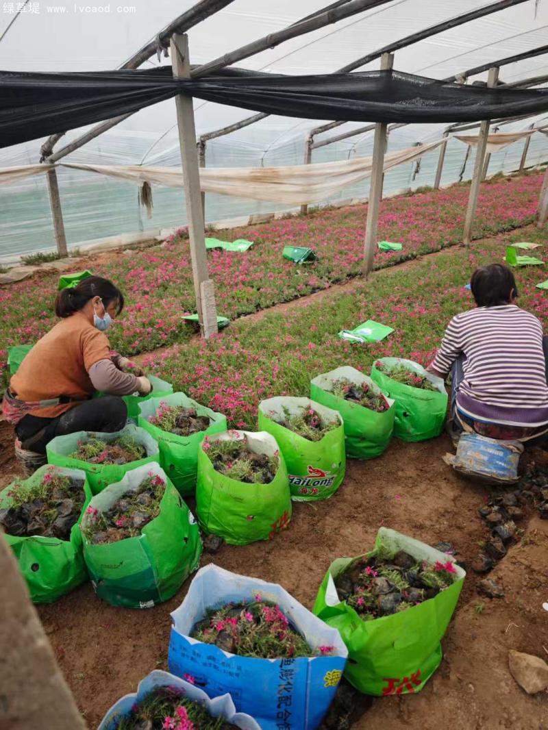 芝櫻盆栽基地起苗現場
