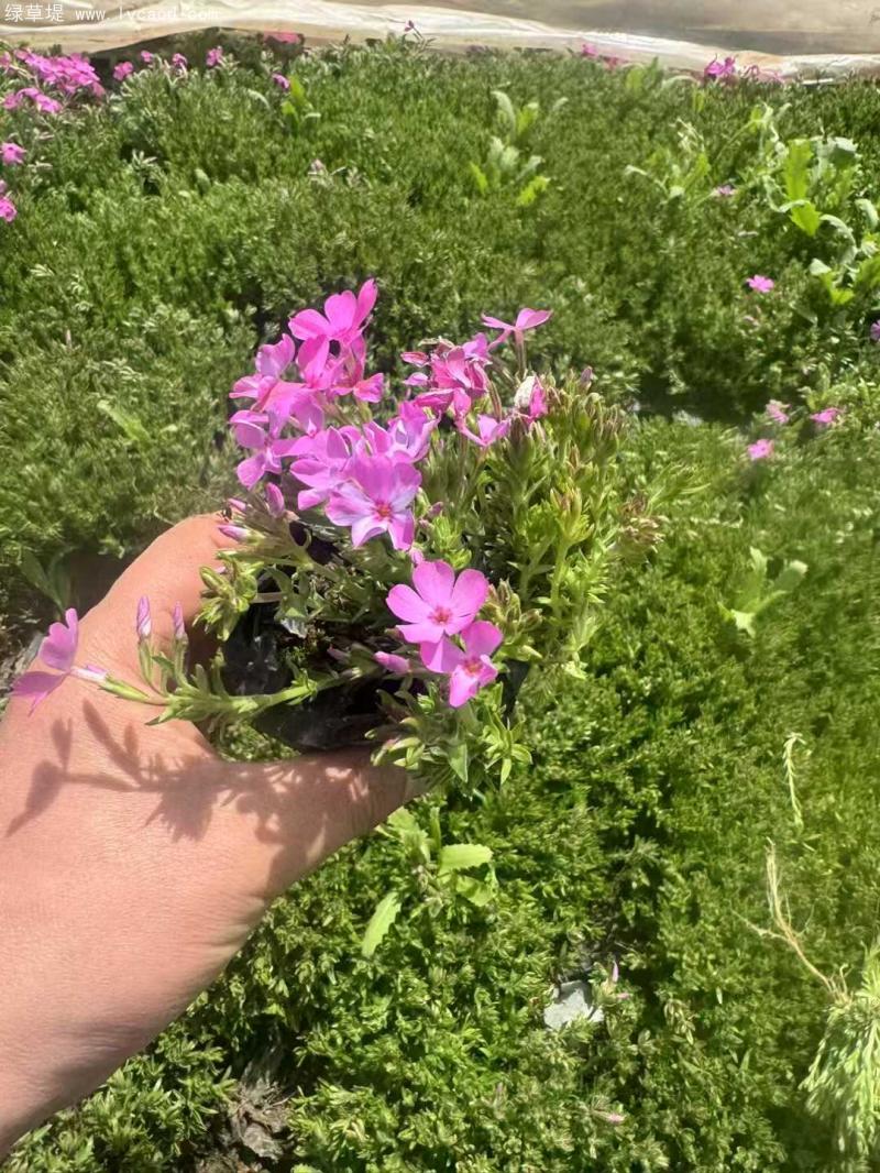 芝櫻盆栽