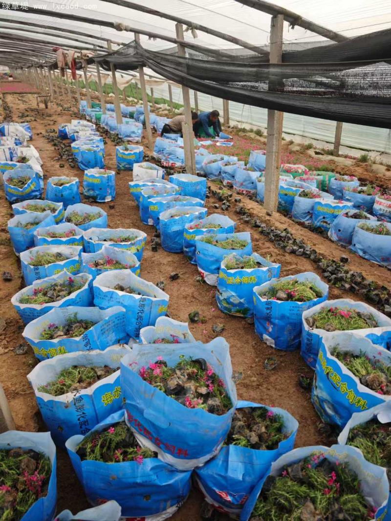 芝櫻盆栽基地起苗現場