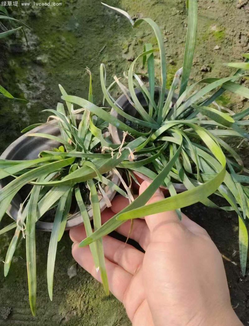 蘭花三七