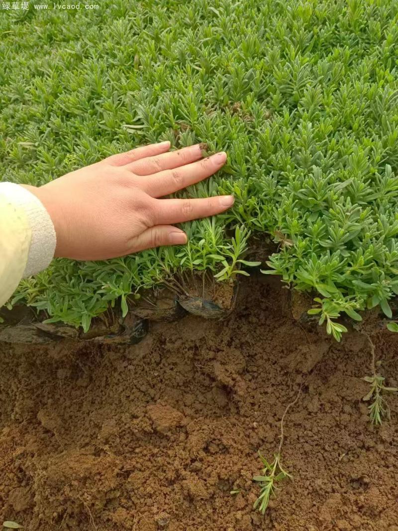 薰衣草盆栽