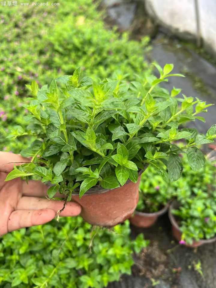 滿天星盆栽
