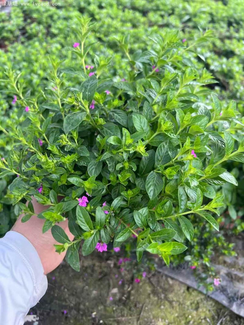 滿天星盆栽