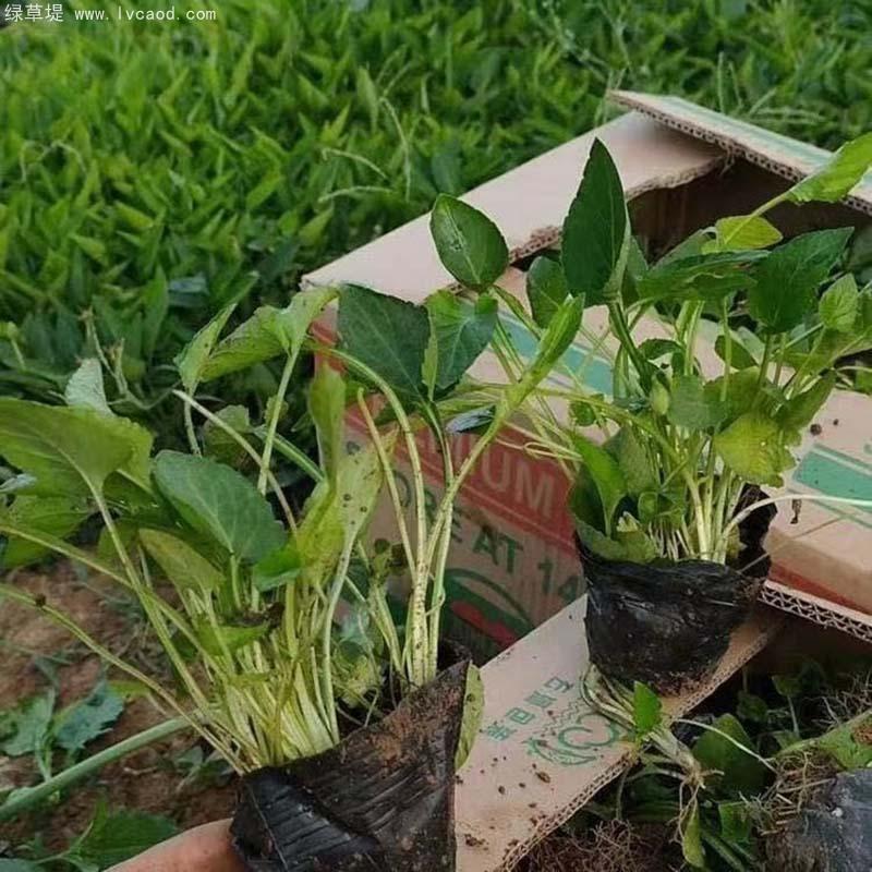 紫花地丁盆栽